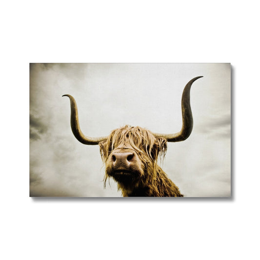Highland Cow Canvas