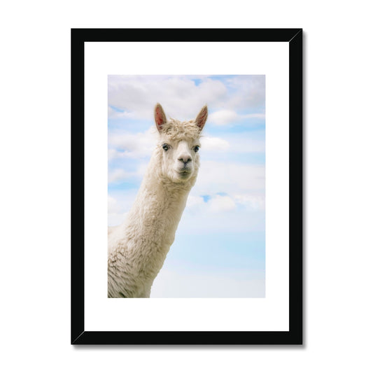 Inquisitive Alpaca Framed & Mounted Print