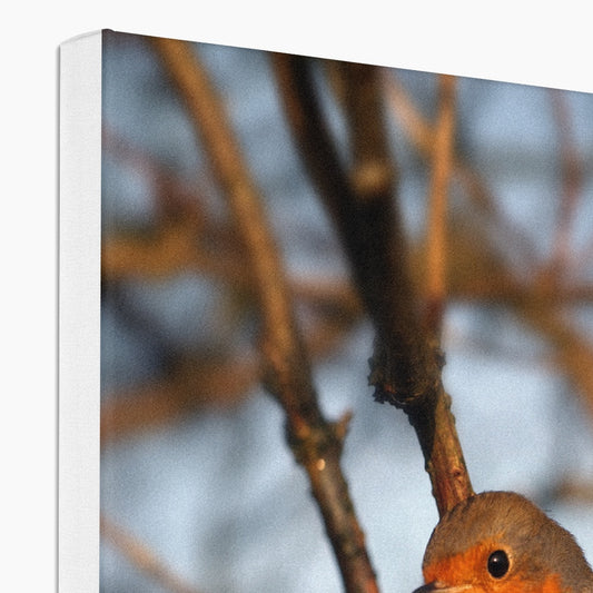 Robin in tree, Winter. Canvas