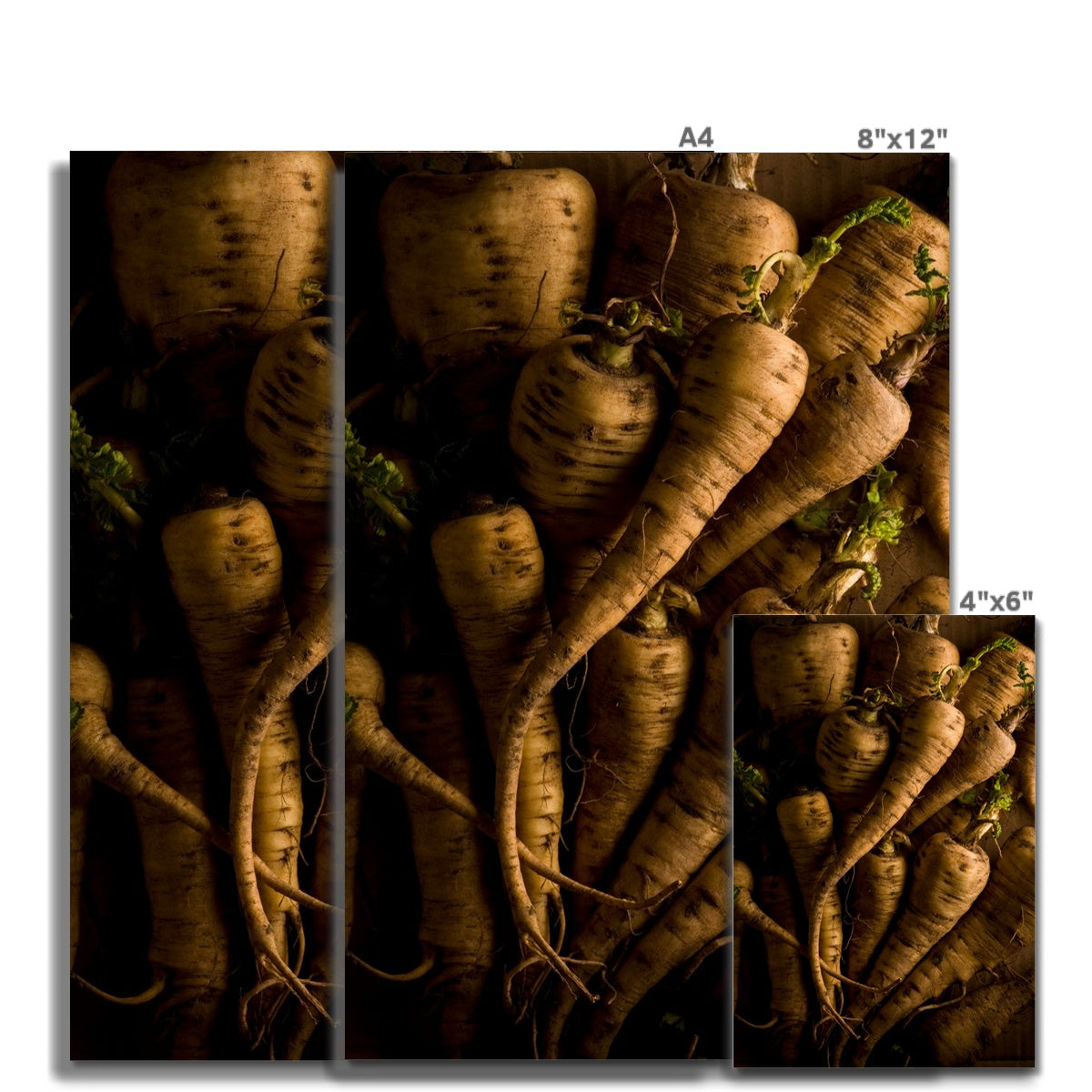 Parsnips - still life Fine Art Print