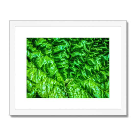 Close-up of the textured surface of a vivid green young rhubarb leaf Framed & Mounted Print