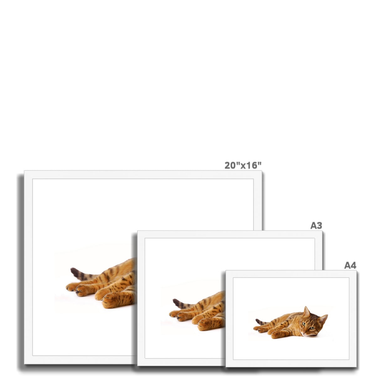 Bengal cat lying on its side on a white background Framed & Mounted Print