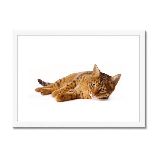 Bengal cat lying on its side on a white background Framed & Mounted Print