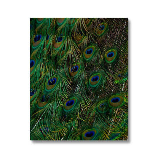 Close-up of a peacock's tail feathers. Canvas