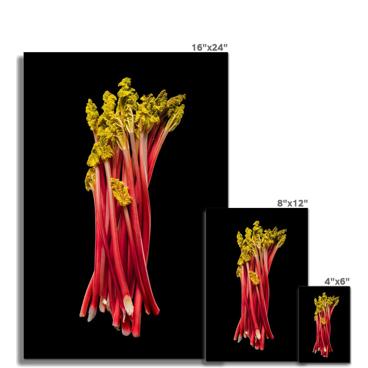 Rhubarb on black background Fine Art Print