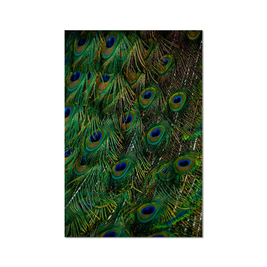 Close-up of a peacock's tail feathers. Fine Art Print