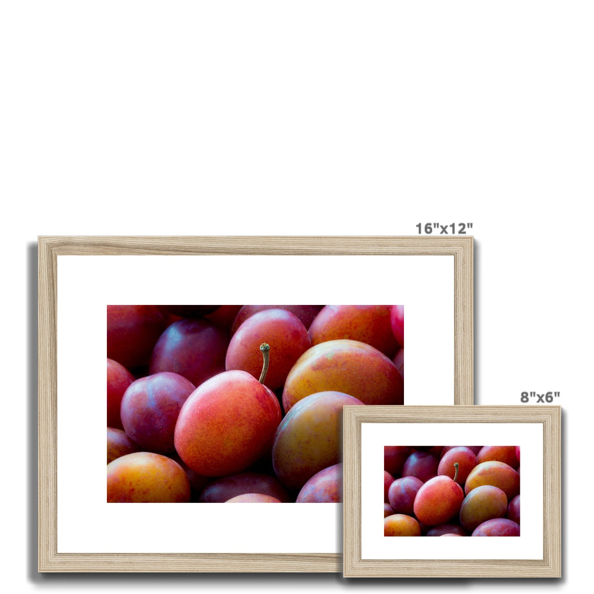 Freshly picked Victoria plums. Framed & Mounted Print