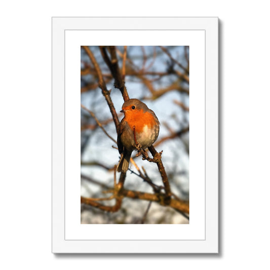 Robin in tree, Winter. Framed & Mounted Print