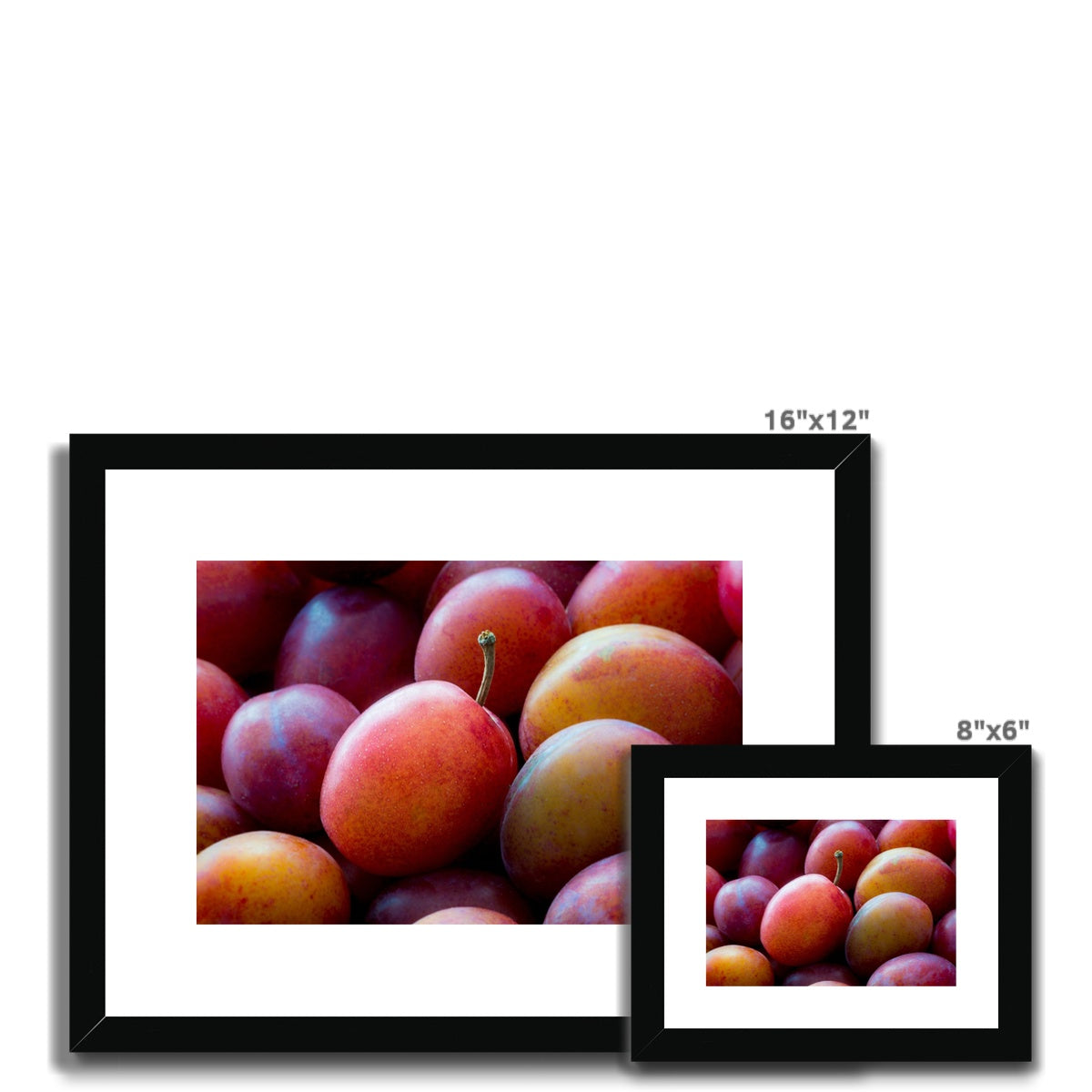 Freshly picked Victoria plums. Framed & Mounted Print