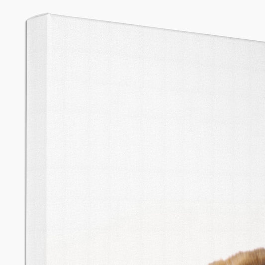 Bengal cat lying on its side on a white background Canvas