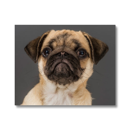 Pug Dog Canvas
