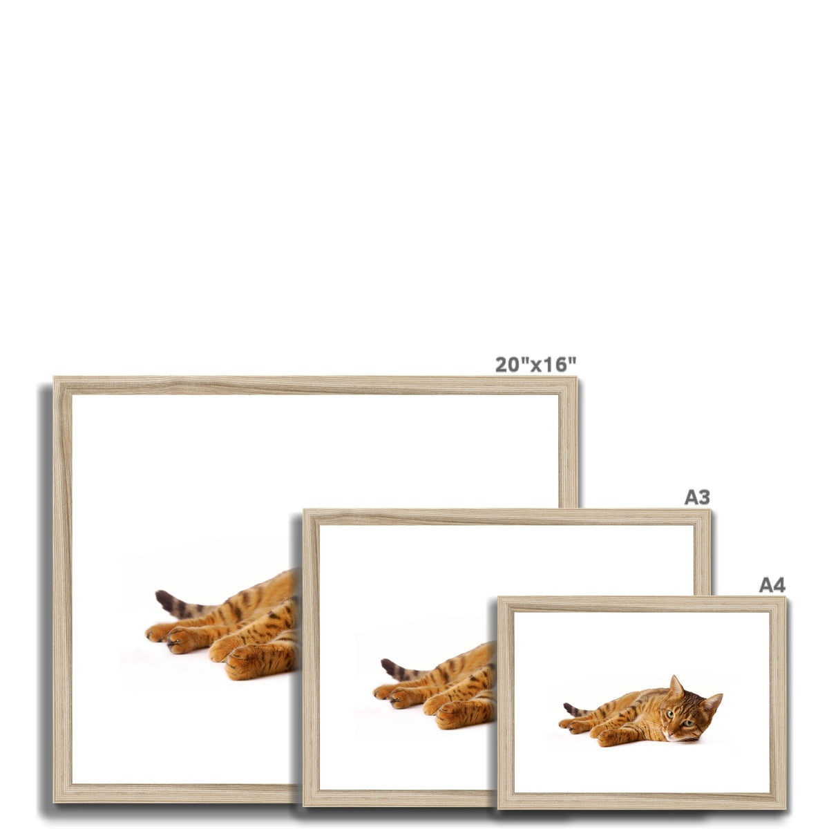 Bengal cat lying on its side on a white background Framed & Mounted Print