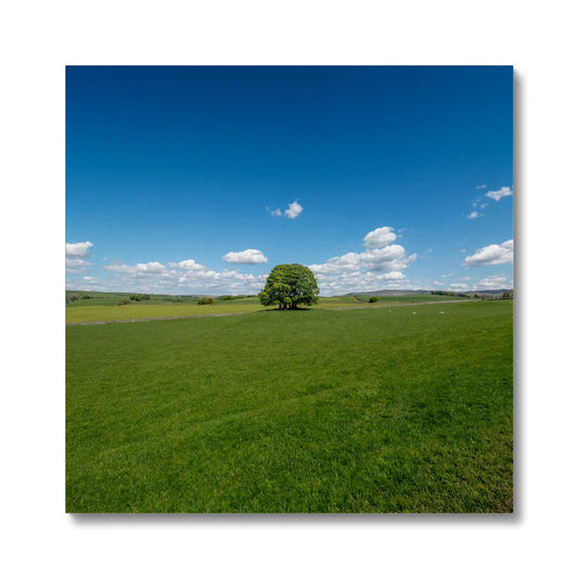 Single Tree, Yorkshire Dales Landscape Canvas
