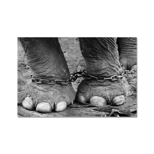 Chained elephant feet Fine Art Print