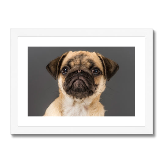 Pug Dog Framed & Mounted Print