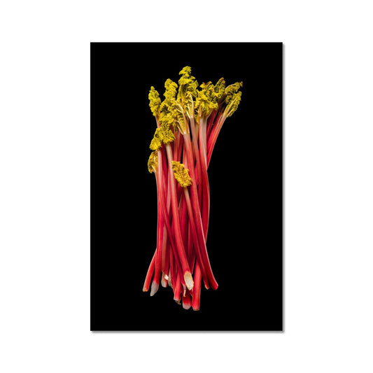 Rhubarb on black background Fine Art Print