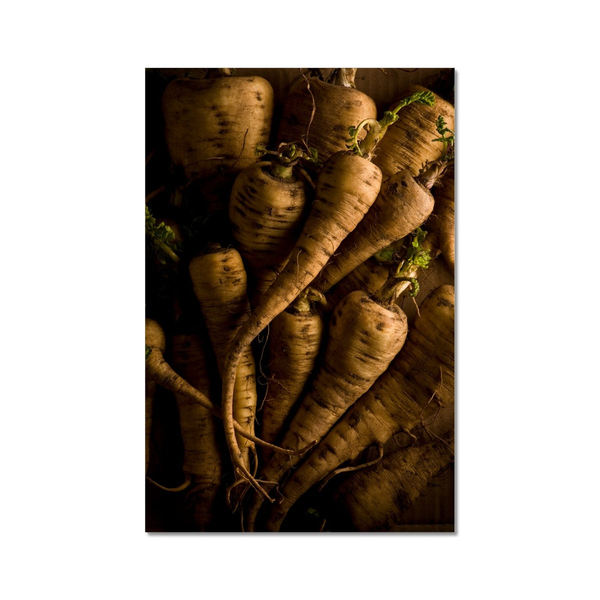 Parsnips - still life Fine Art Print