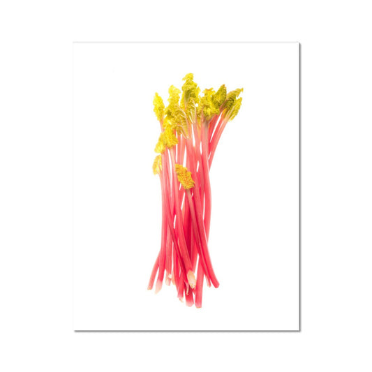 Early forced rhubarb Fine Art Print