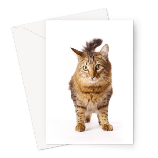 Tabby cat Greeting Card