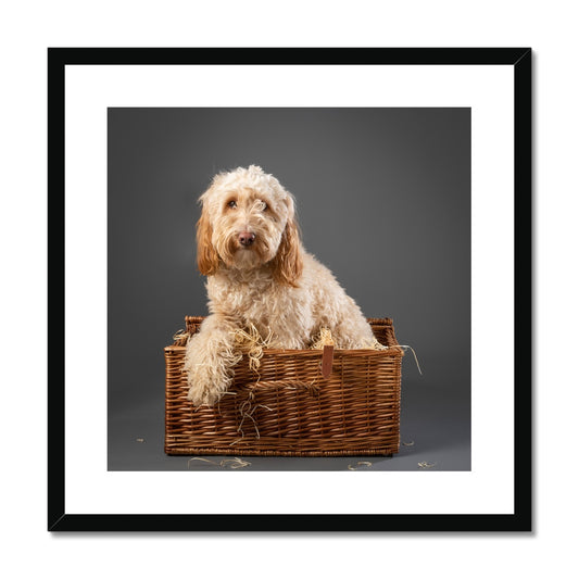 Cockapoo dog inside wicker picnic hamper Framed & Mounted Print