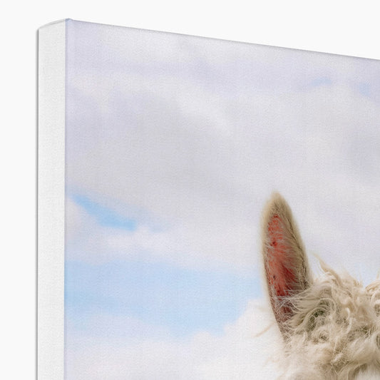 Inquisitive Alpaca Canvas