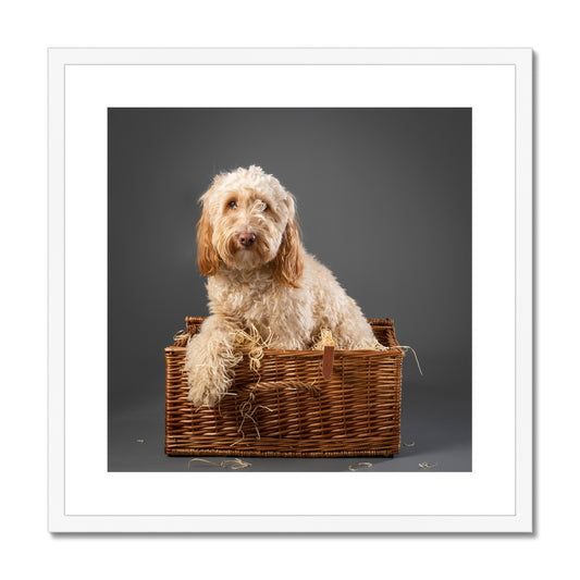 Cockapoo dog inside wicker picnic hamper Framed & Mounted Print