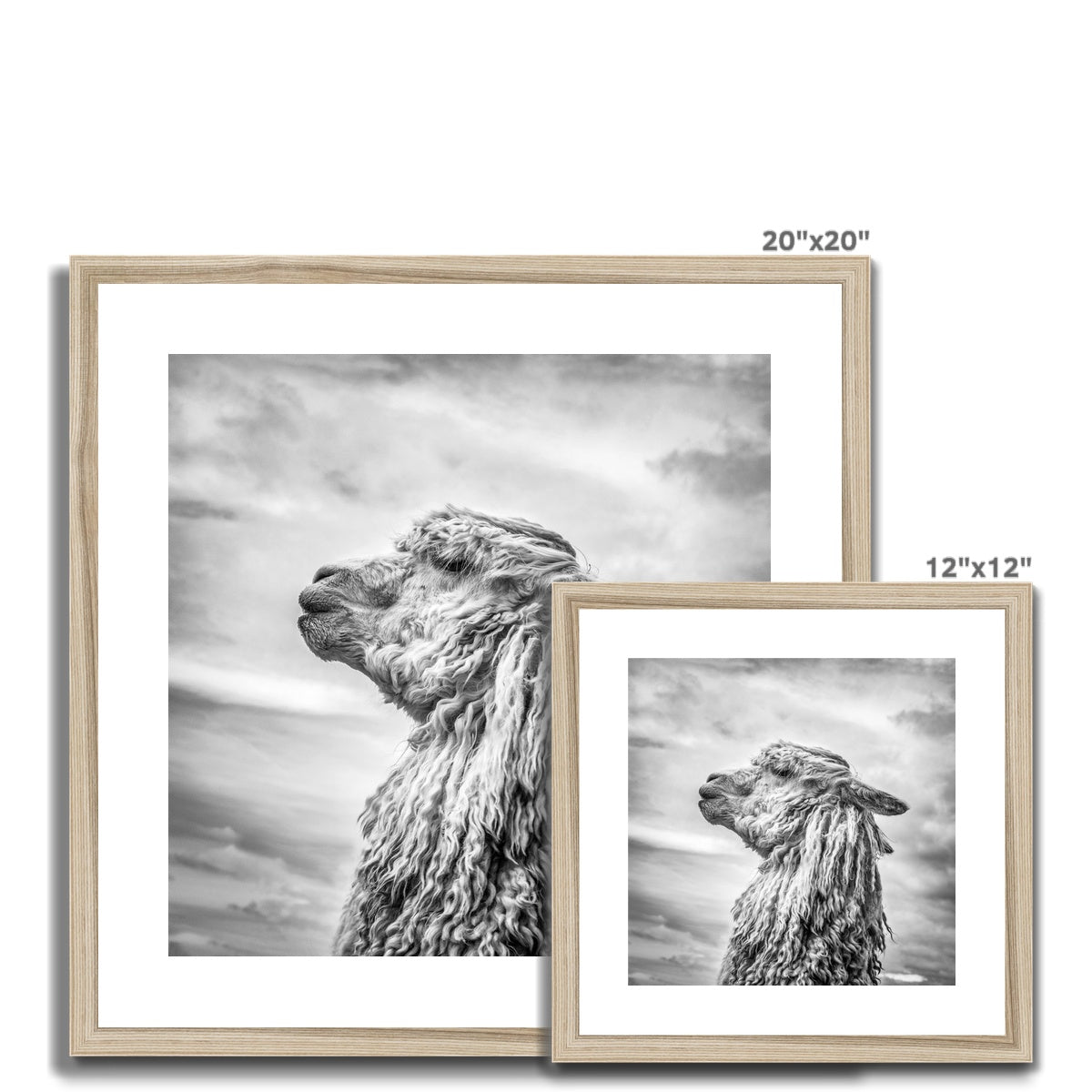 Alpaca  Framed & Mounted Print