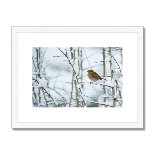 Robin perched on a snow covered tree branch Framed & Mounted Print