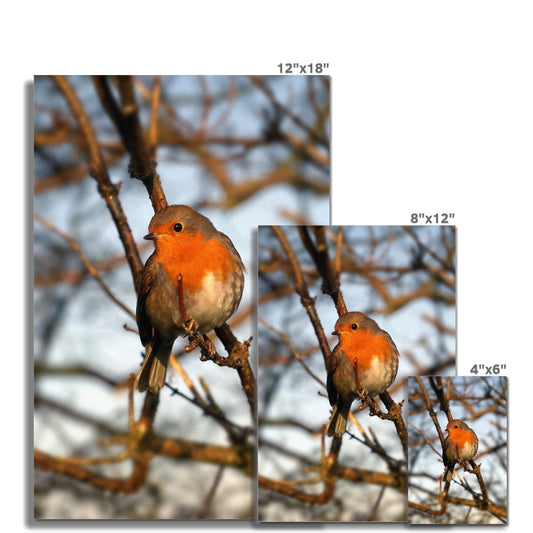 Robin in tree, Winter. Fine Art Print